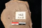 Foto (Detailsansicht) von Quercus palaeoilex Ettingshausen (NHMW-GEO-2024-0188-0863)